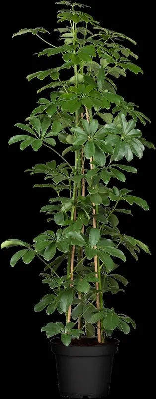 schefflera arboricola'compacta'p27