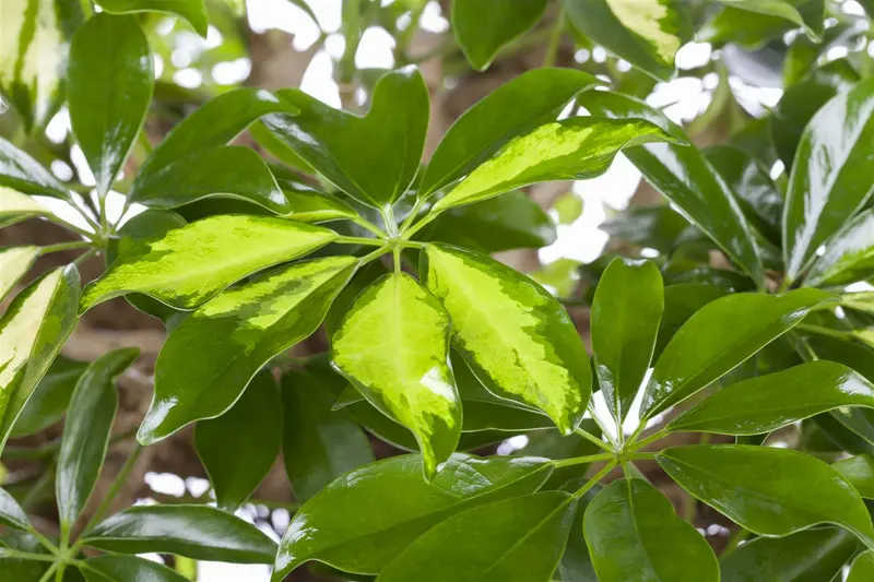 schefflera arboricola 'gold capella p20 - afbeelding 2