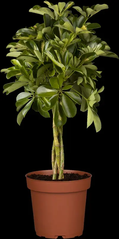 schefflera arboricola 'gold capella p20 - afbeelding 1