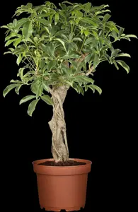 schefflera arboricola 'gold capella p20 - afbeelding 4