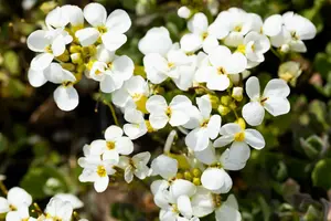 arabis cauc. 'schneehaube' ('snowcap') P9 - afbeelding 3