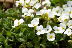 arabis cauc. 'schneehaube' ('snowcap') P9 - afbeelding 2