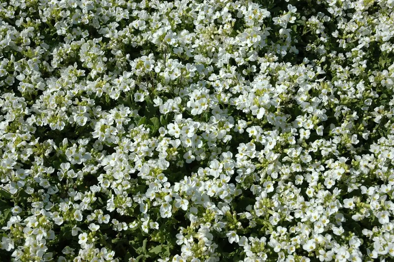 arabis cauc. 'schneehaube' ('snowcap') P9 - afbeelding 1