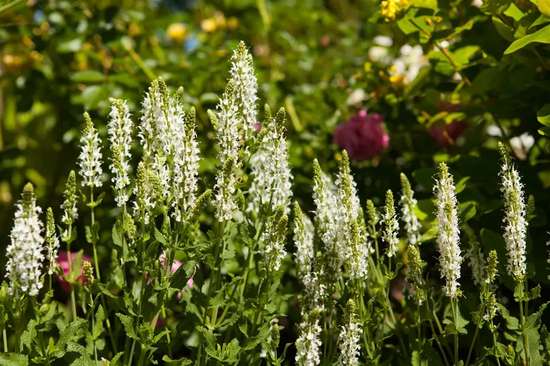 salvia nem. 'schneehügel' ('snowhill') P9 - afbeelding 1