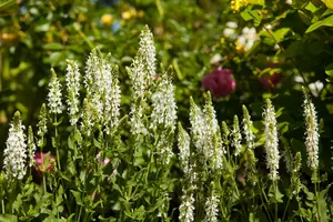 salvia nem. 'schneehügel' ('snowhill') P9 - afbeelding 1