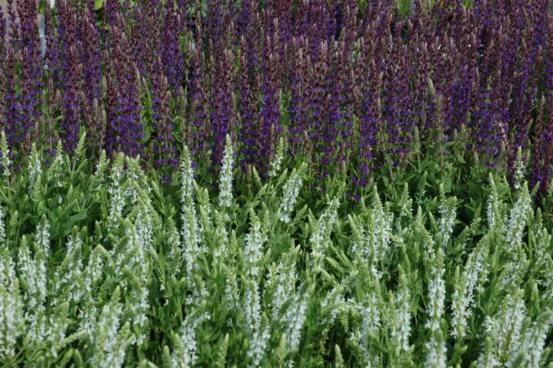 salvia nem. 'schneehügel' ('snowhill') P9 - afbeelding 2