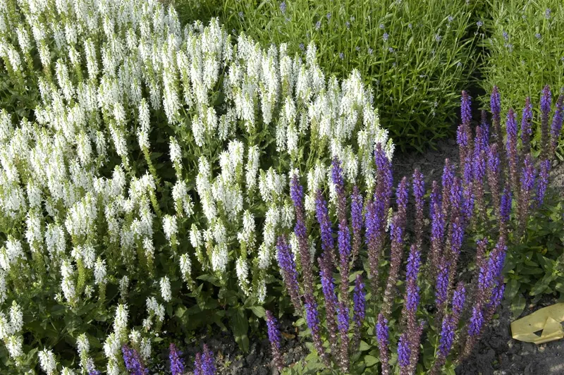 salvia nem. 'schneehügel' ('snowhill') P9 - afbeelding 5