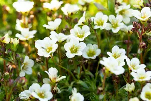 saxifraga (a) 'schneeteppich' P11