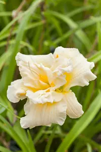 hemerocallis hybr. 'schnickel fritz' P9