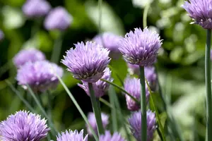 allium schoenoprasum P9 - afbeelding 2