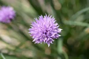 allium schoenoprasum P9 - afbeelding 3