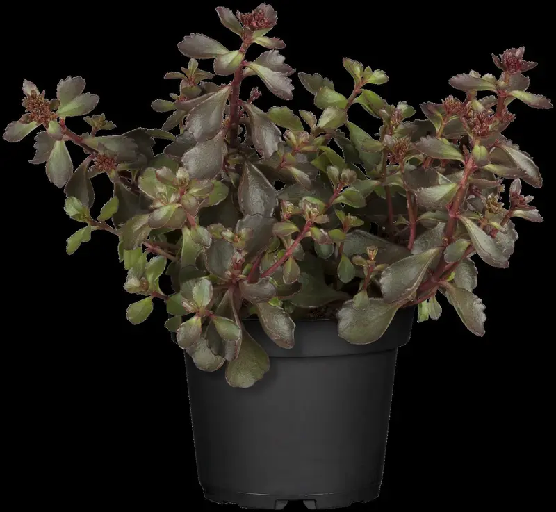 sedum spur. 'schorbuser blut' P11