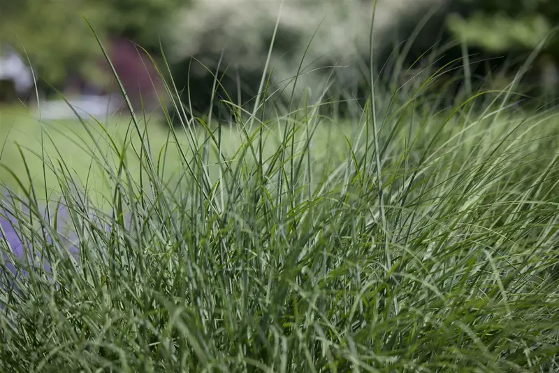 deschampsia cesp. 'schottland' P9