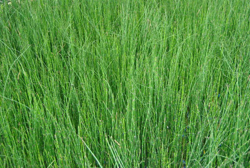 equisetum scirpoides P9