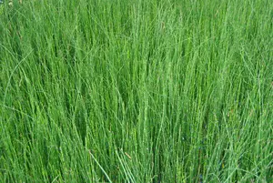 equisetum scirpoides P9