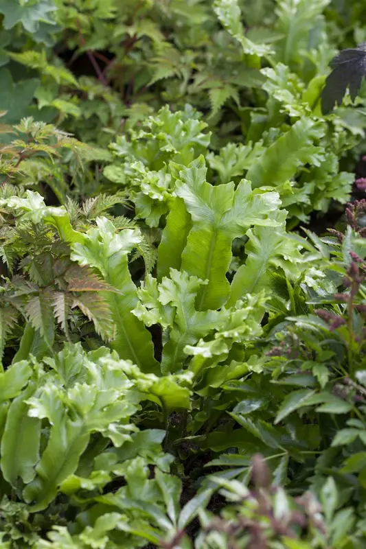 asplenium scolopendrium P11 - afbeelding 1