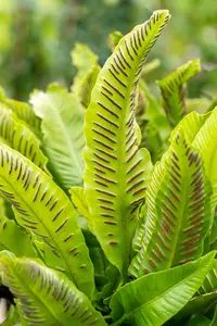 asplenium scolopendrium P11 - afbeelding 4