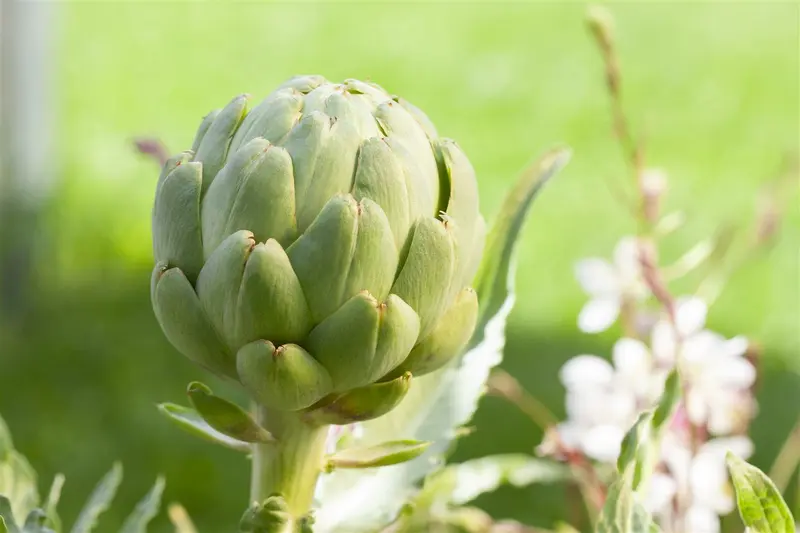 cynara scolymus (artisjok) P9 - afbeelding 3