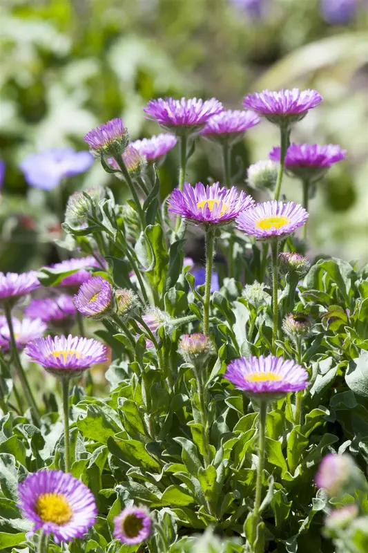 erigeron glaucus 'sea breeze' P9 - afbeelding 1