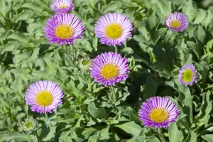 erigeron glaucus 'sea breeze' P9 - afbeelding 2