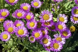 erigeron glaucus 'sea breeze' P9 - afbeelding 3