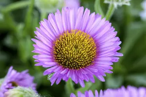 erigeron glaucus 'sea breeze' P9 - afbeelding 4