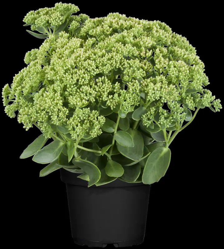 sedum telephium herbstfreude P10.5 - afbeelding 5