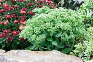 sedum telephium herbstfreude P10.5 - afbeelding 3