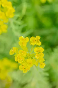 euphorbia seguieriana ssp niciciana P9 - afbeelding 4