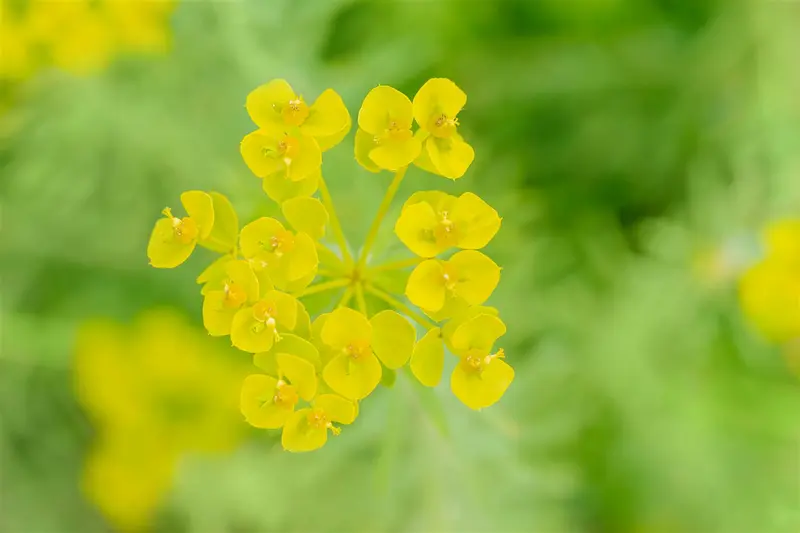 euphorbia seguieriana ssp niciciana P9 - afbeelding 3