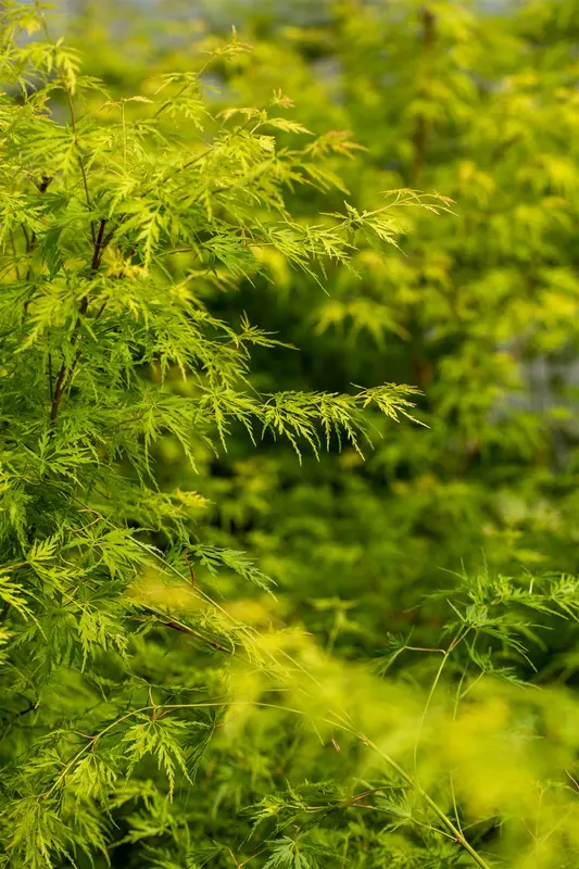 acer palm. 'seiryu' (175-200 cm) - afbeelding 5