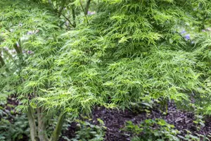 acer palm. 'seiryu' (175-200 cm) - afbeelding 2