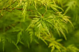 acer palm. 'seiryu' (175-200 cm) - afbeelding 4