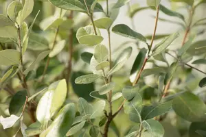 acca sellowiana (feijoa sellowiana) (60- 80cm) - afbeelding 3