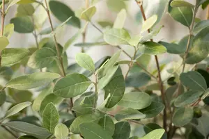 acca sellowiana (feijoa sellowiana) (60- 80cm) - afbeelding 4