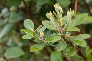 acca sellowiana (feijoa sellowiana) (60- 80cm) - afbeelding 5