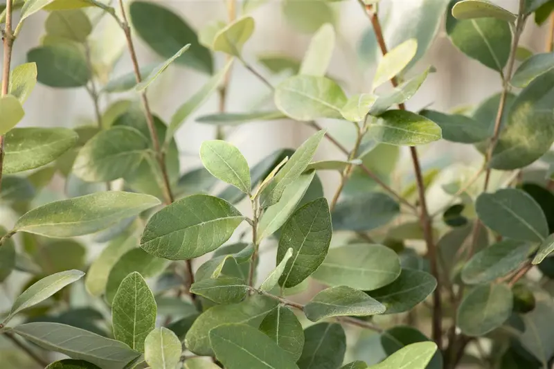 acca sellowiana (feijoa sellowiana) (100-125 cm) - afbeelding 4