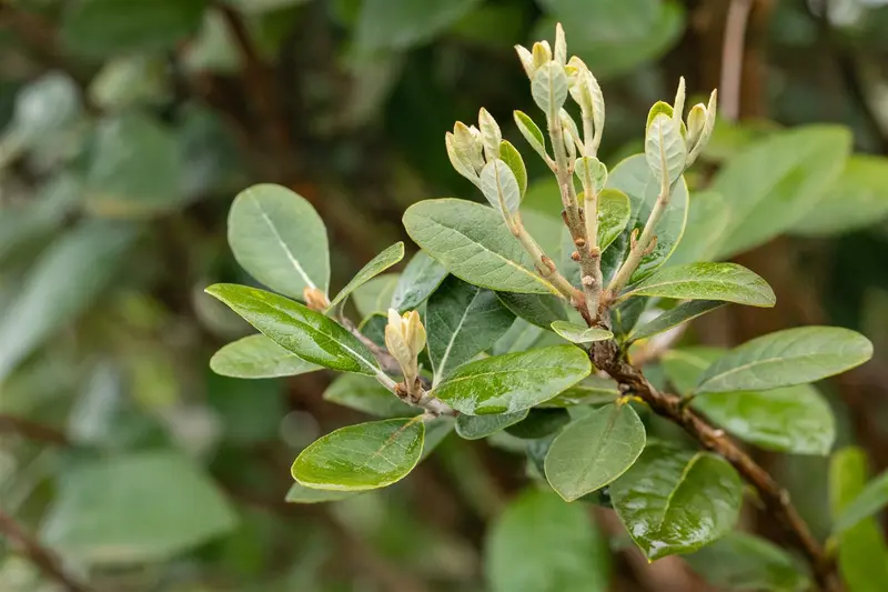 acca sellowiana (feijoa sellowiana) (100-125 cm) - afbeelding 5