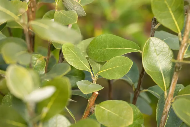 acca sellowiana (feijoa sellowiana) (60- 80cm) - afbeelding 1