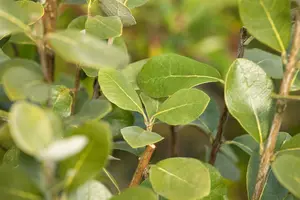 acca sellowiana (feijoa sellowiana) (100-125 cm) - afbeelding 1