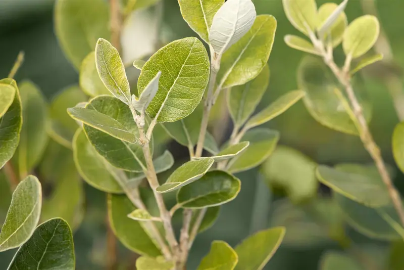 acca sellowiana (feijoa sellowiana) (60- 80cm) - afbeelding 2