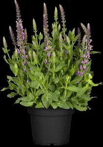 salvia nem. 'sensation deep rose'® P9