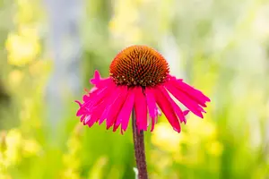 echinacea purp. 'sensation pink' P9