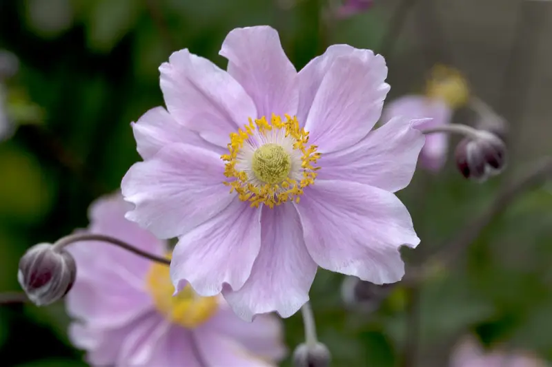 anemone hup. 'september charm' P11 - afbeelding 1