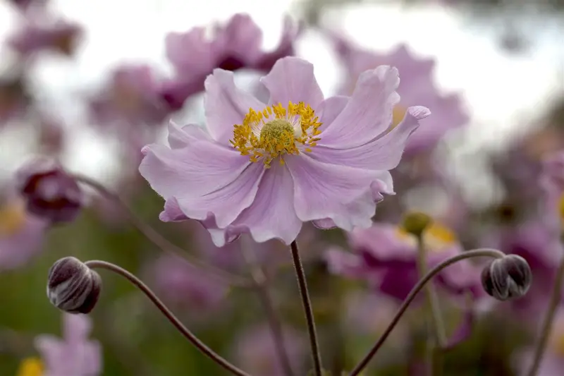 anemone hup. 'september charm' P11 - afbeelding 2