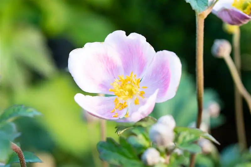 anemone hup. 'september charm' P11 - afbeelding 3