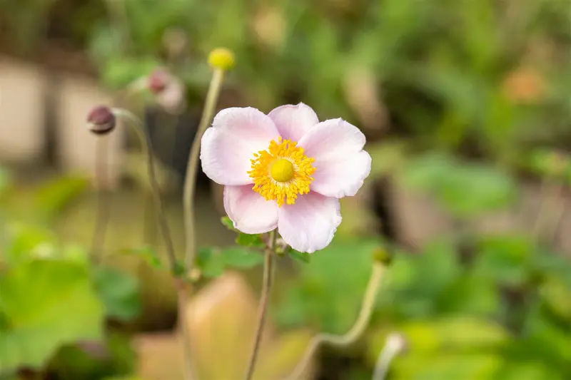 anemone hup. 'september charm' P11 - afbeelding 5