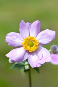 Anemone hybr. 'Serenade' P9 - afbeelding 2