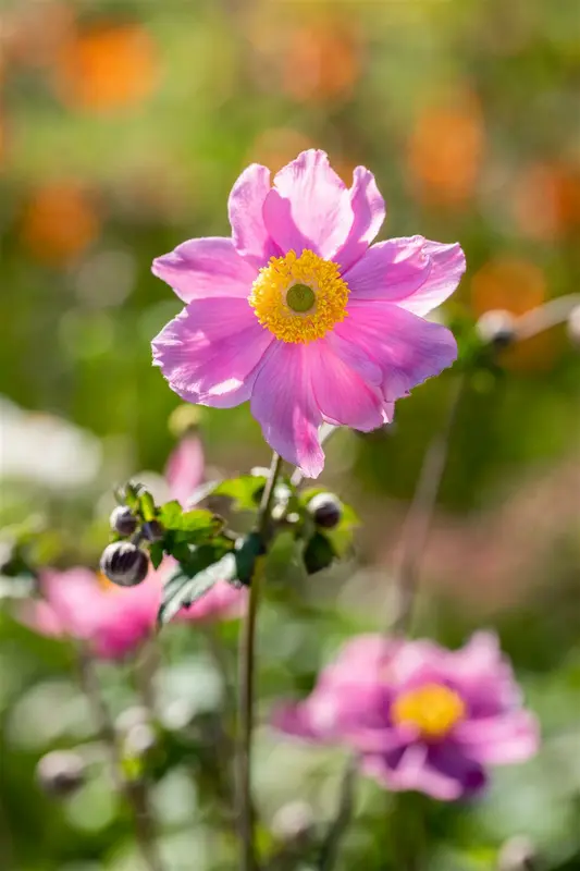 Anemone hybr. 'Serenade' P9 - afbeelding 4