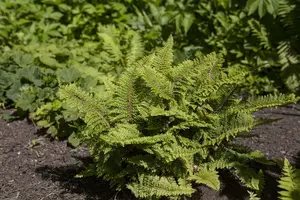 polystichum setiferum P9 - afbeelding 1